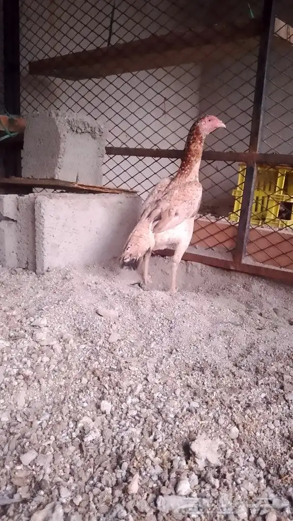 دجاجه سندي مع اثنين صوص 2