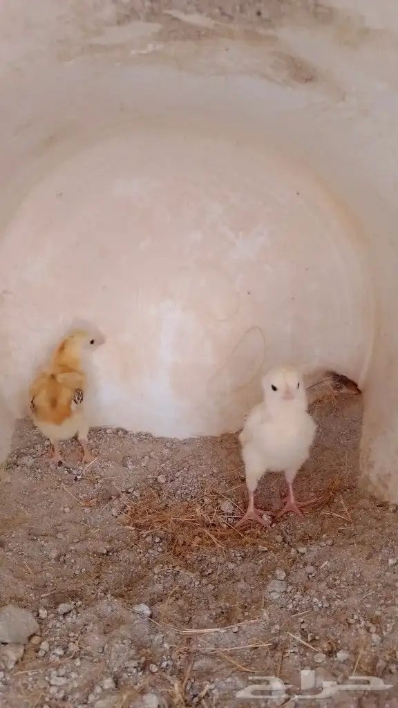 دجاجه سندي مع اثنين صوص 0