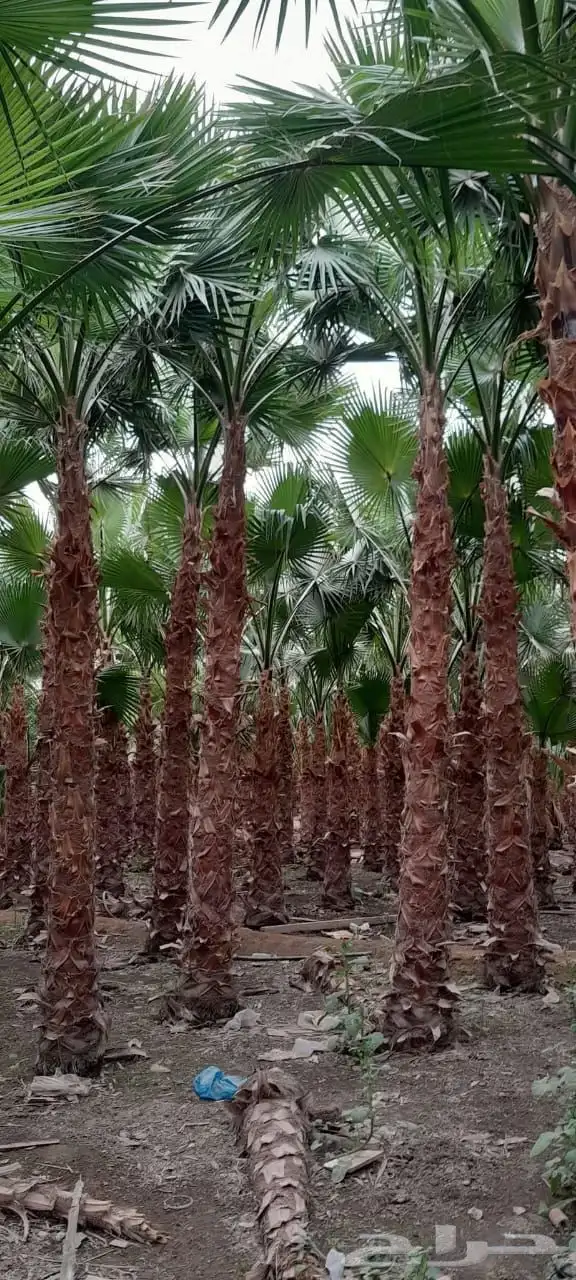 نخل للبيع وشنطني زينه أمريكي ونخل عربي مع انقل والغرس 5