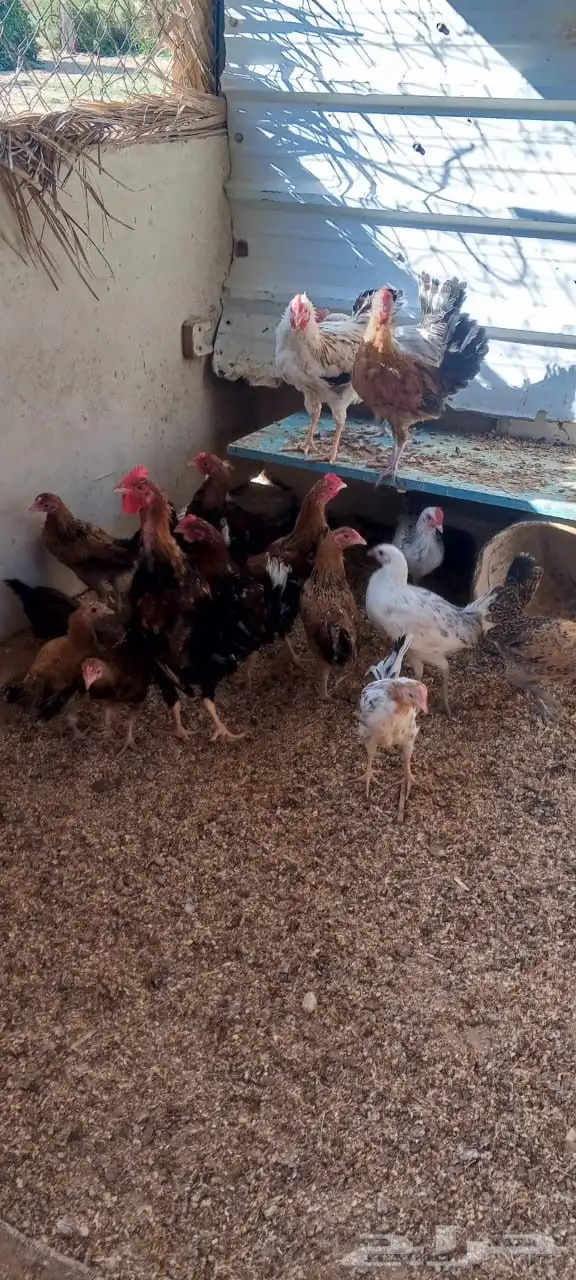 صوص دجاج ودجاج وديك بلدي للبيع انتاج المزرعه 1