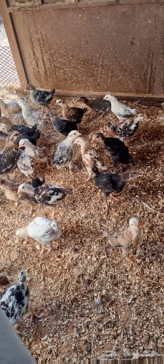 صوص دجاج ودجاج وديك بلدي للبيع انتاج المزرعه 0