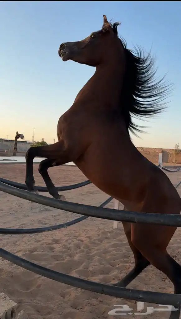 حصان واهو للبيع 2