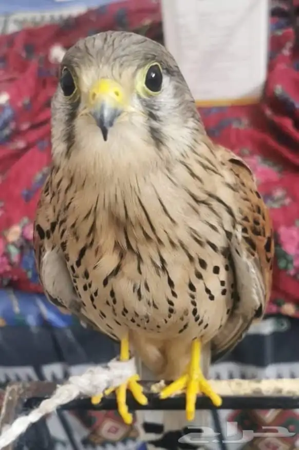 ذكر ب   ا   ش   ق 1