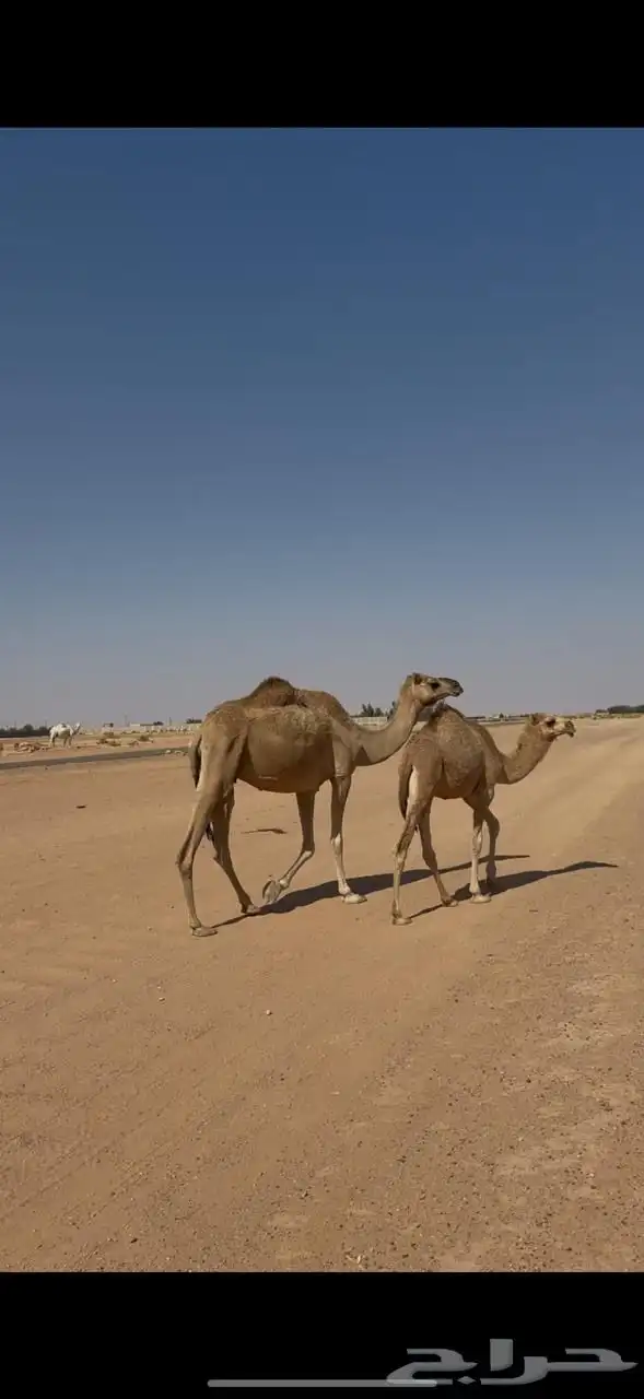 رحول وبنتها 1