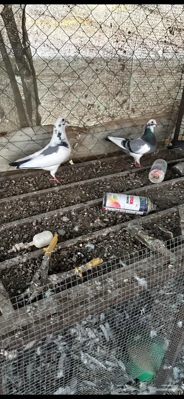 حمام منتج شرط 5