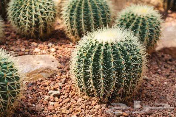 صبار طبيعي فاخر بأشكال نادرة لتزيين الحدائق والمنزل 25