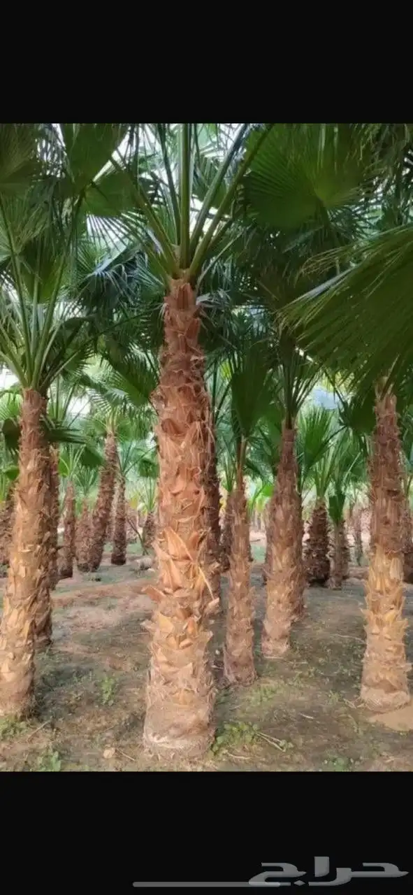 النخل الواشنطني الزينه 1