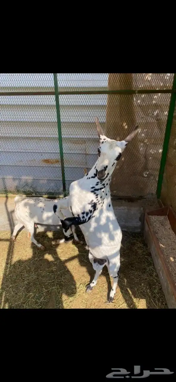 عنز وتيس عمانيين للبيع 0