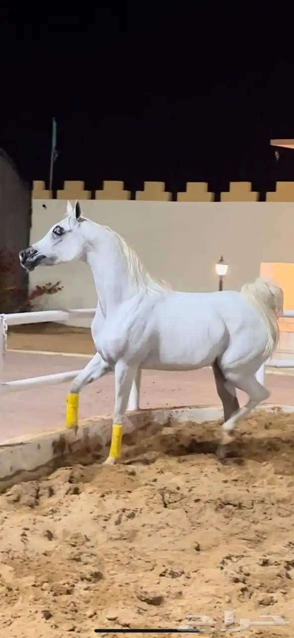 فرس واهو فاخره عالميه 0