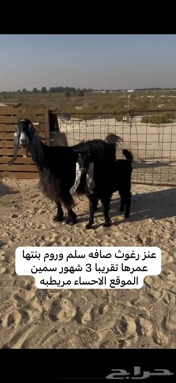 معزا رغايث وشياه رغايث 0