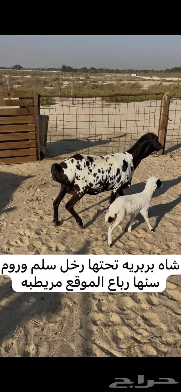 معزا رغايث وشياه رغايث 2