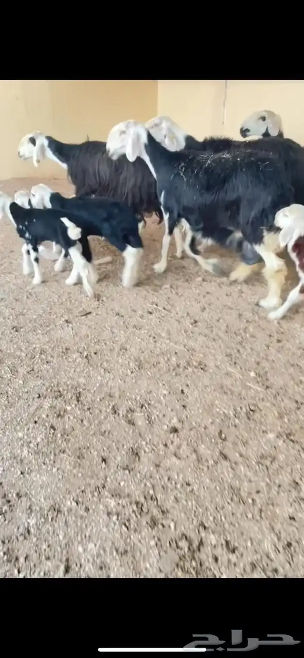 غنم نجد صنف 0