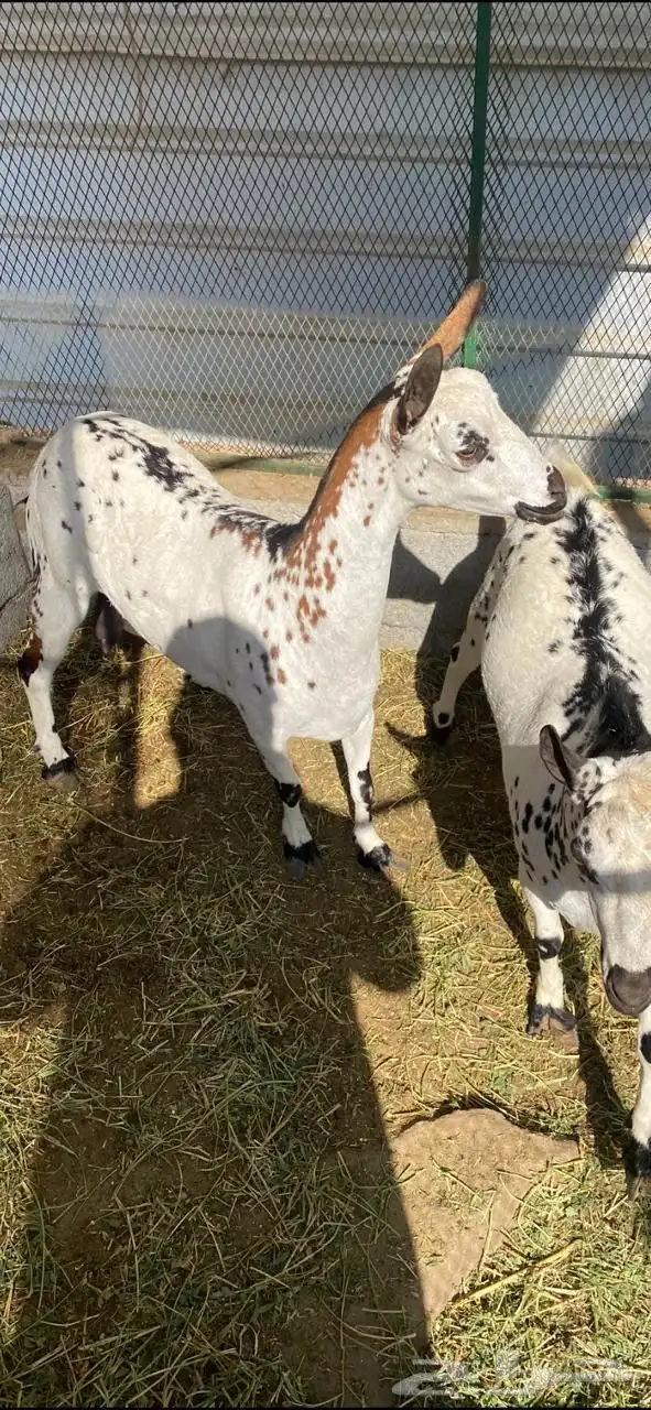 عنز وتيس عمانيين للبيع 1