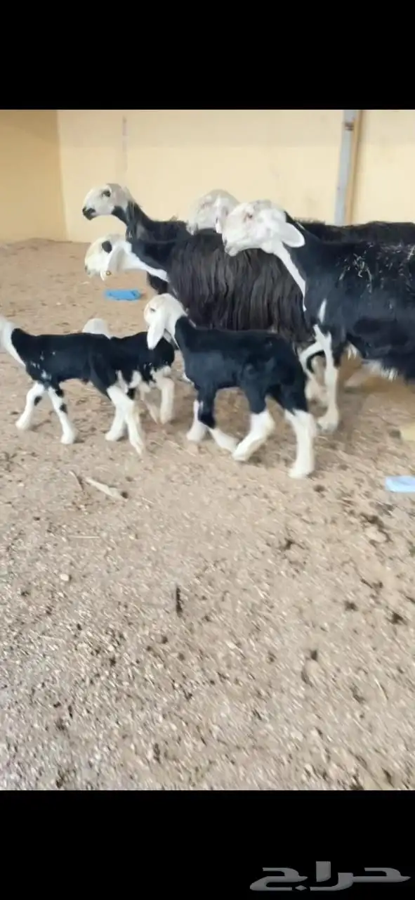 غنم نجد صنف 1