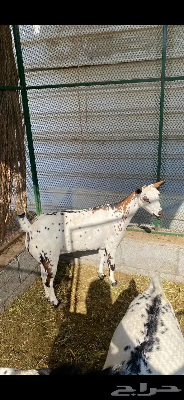 عنز وتيس عمانيين للبيع 2