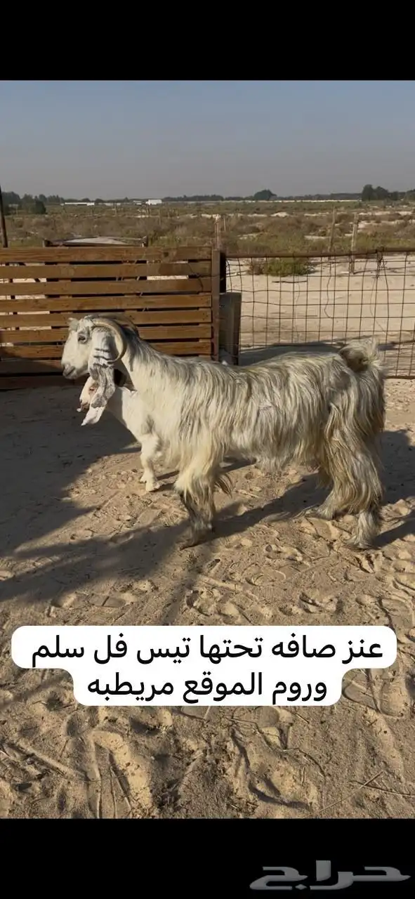 معزا رغايث وشياه رغايث 3