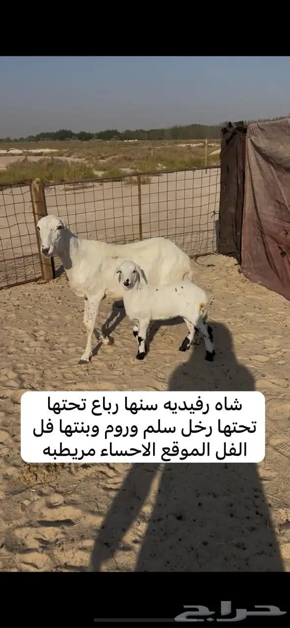 معزا رغايث وشياه رغايث 1