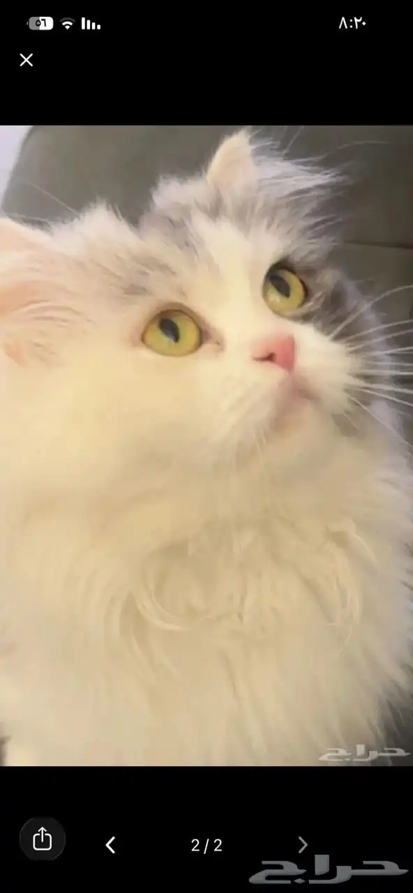 قطة للتبني 0