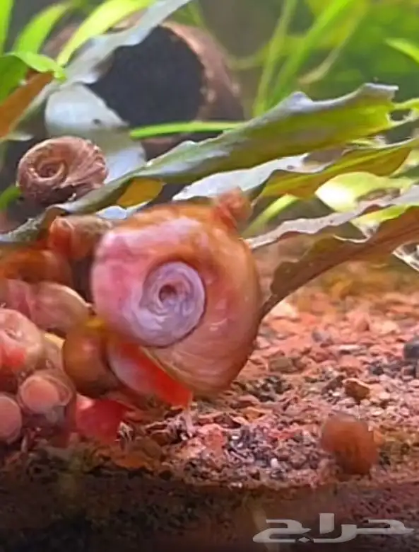 حلزون رامشون 2