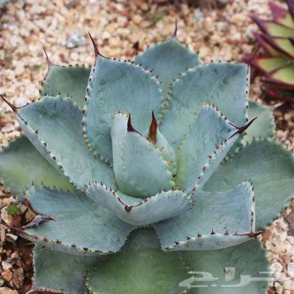 صبار طبيعي فاخر بأشكال نادرة لتزيين الحدائق والمنزل 1