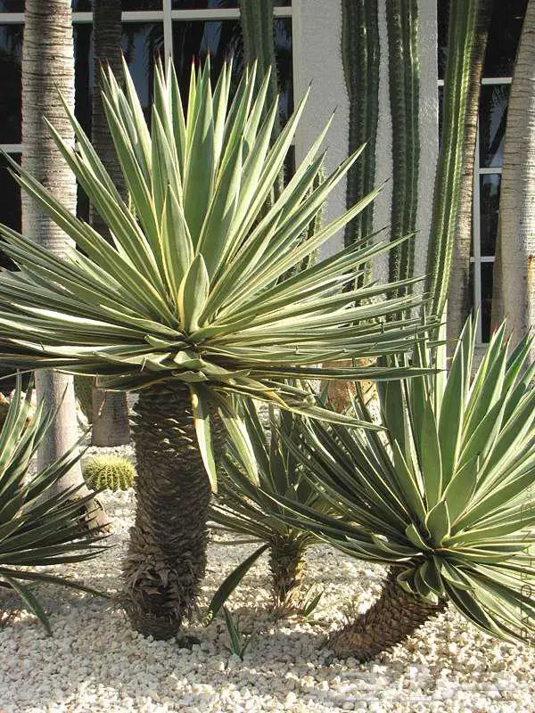 صبار طبيعي فاخر بأشكال نادرة لتزيين الحدائق والمنزل 2