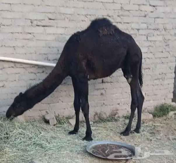 قعود للبيع 0