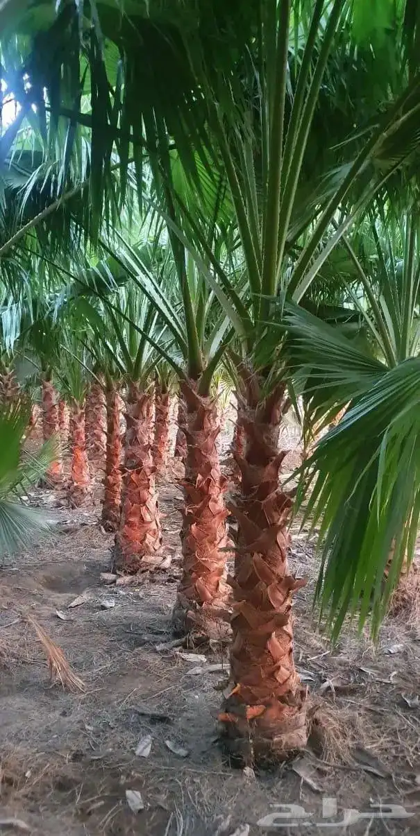 النخل الواشنطني الزينه 0