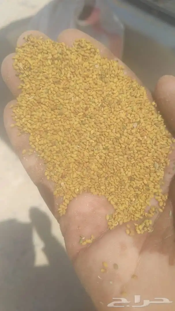 للبيع بذور برسيم ساحلي 1