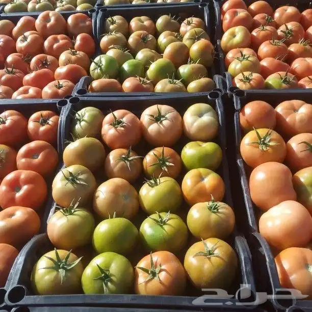 فرصة استثمار واعدة للجادين 2