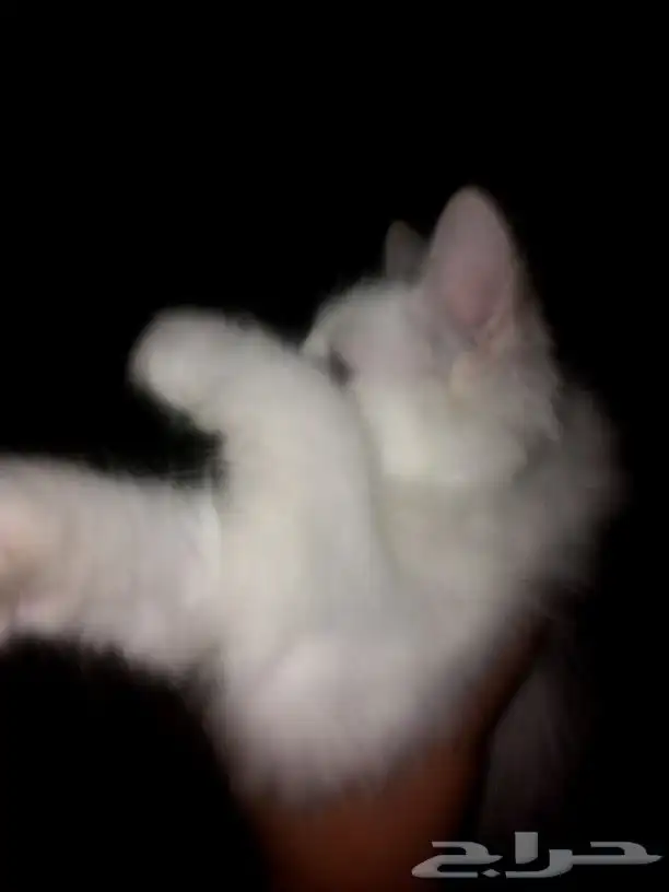 السلام عليكم عندي بسس شرازيات للبيع نظيفات صغار في ذكر في ا 2