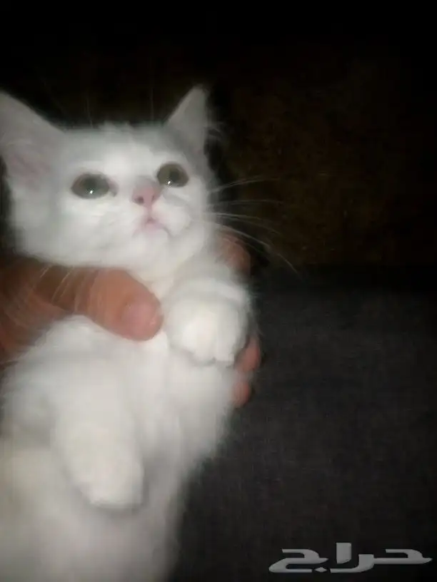 السلام عليكم عندي بسس شرازيات للبيع نظيفات صغار في ذكر في ا 0