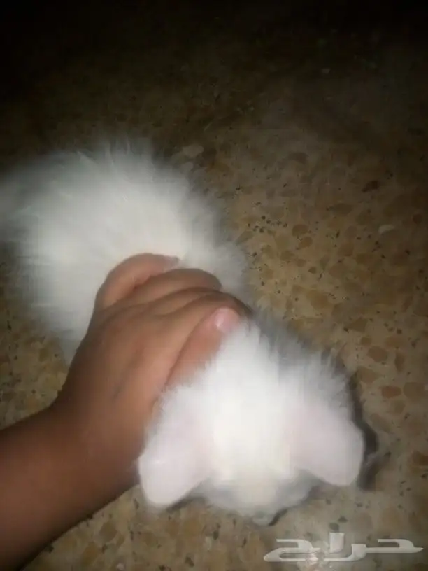 السلام عليكم عندي بسس شرازيات للبيع نظيفات صغار في ذكر في ا 1