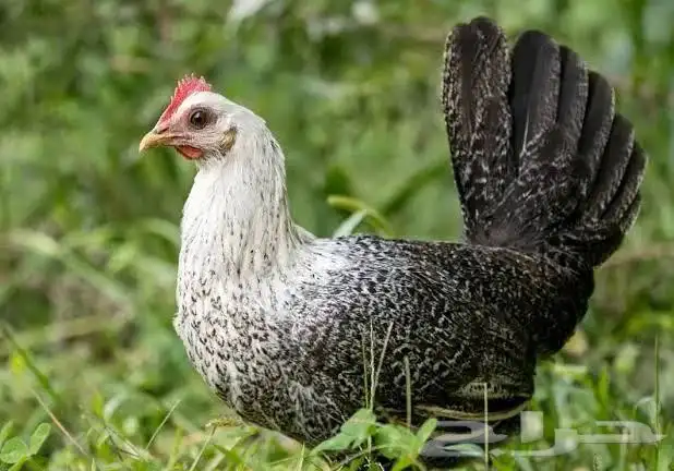 مطلوب 500 دجاجه بياض فيومي 0