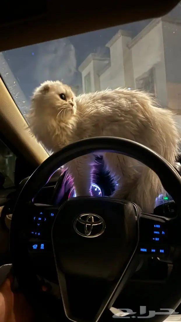 قطه للتبني 1