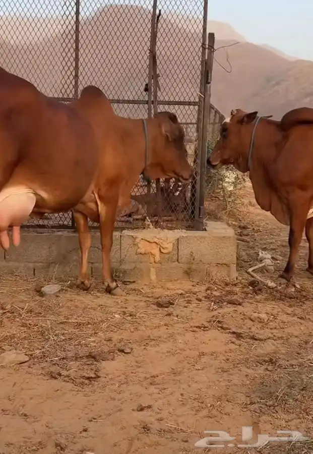 بقره للبيع سيمت ب4 الاف 0