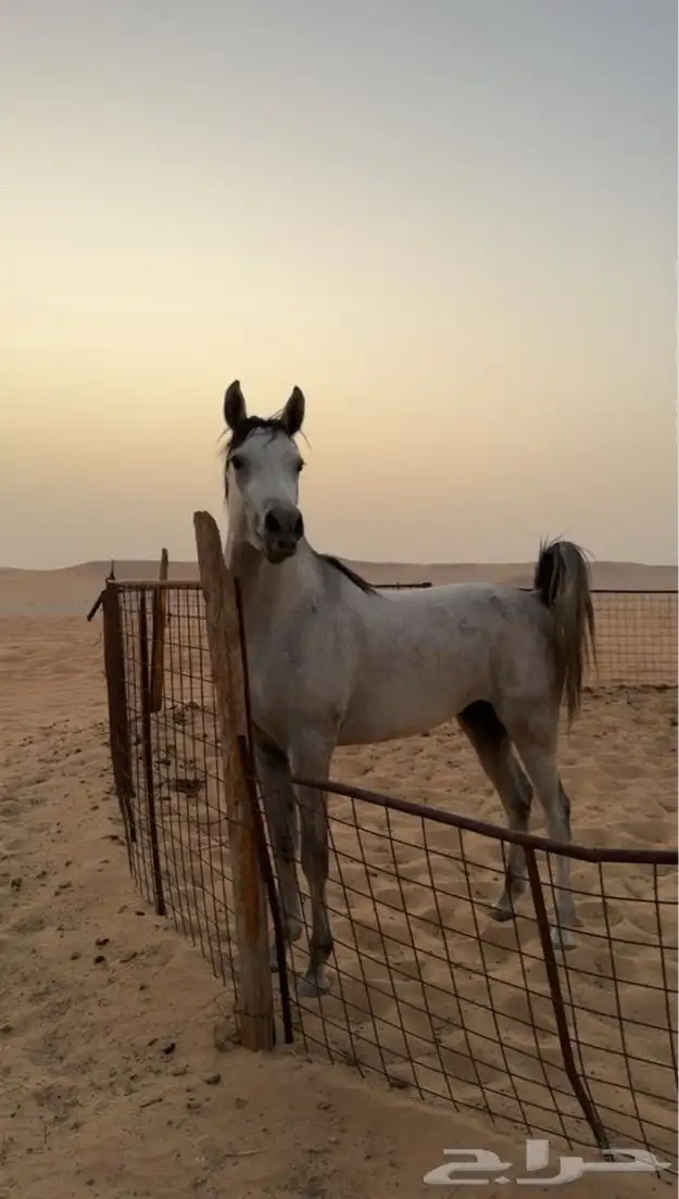 مهر واهو والبيع بدون ورق 4