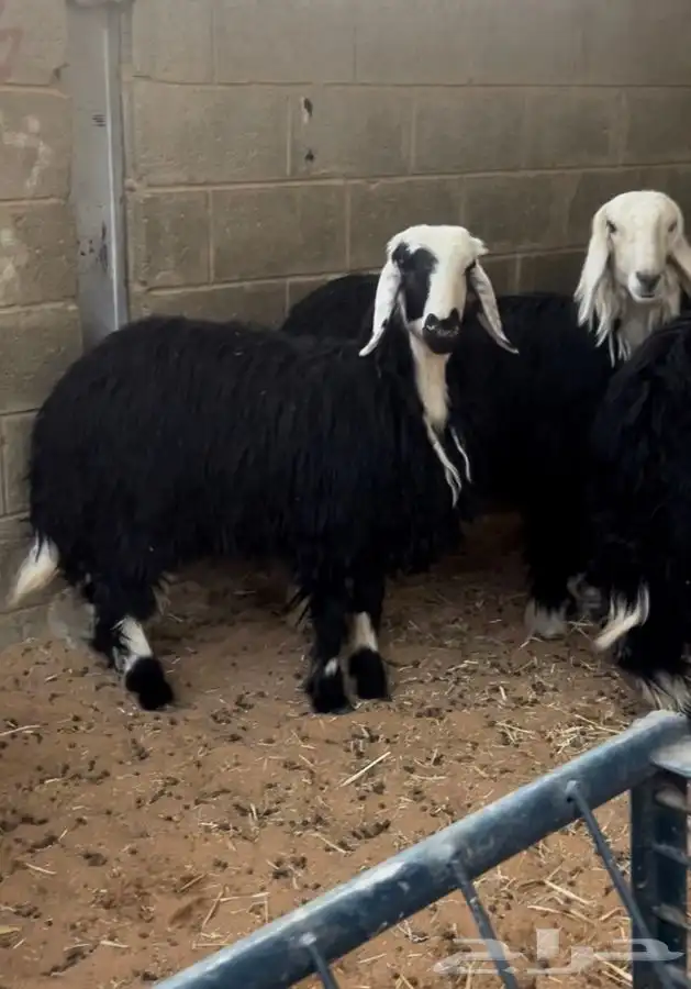 ذبايح طيبه لثلاجه والمناسبات 1