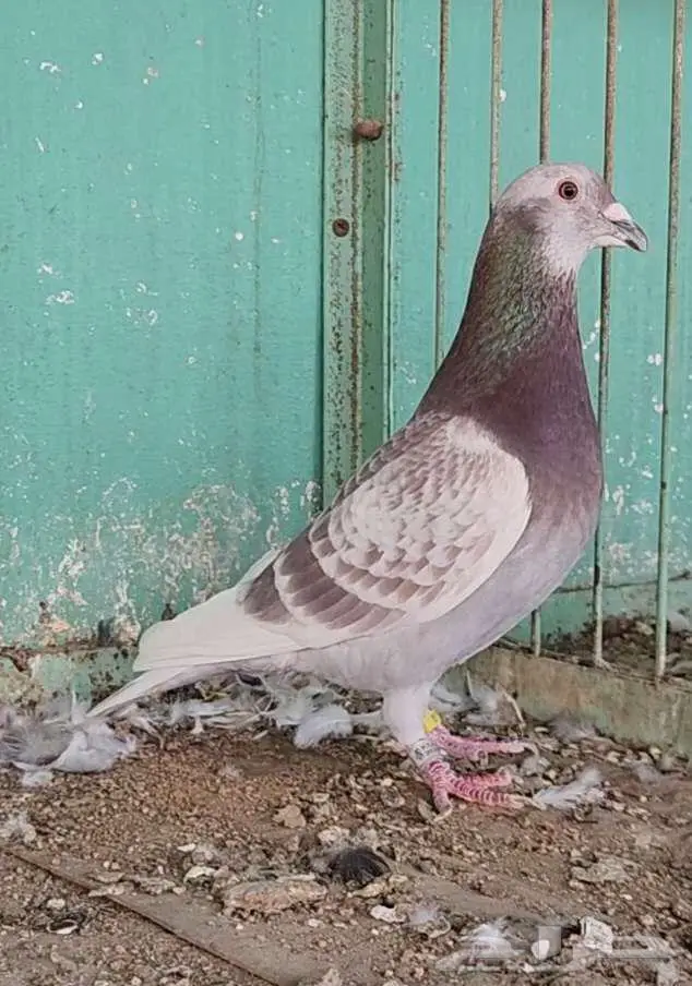 فحل زاجل سباق 0