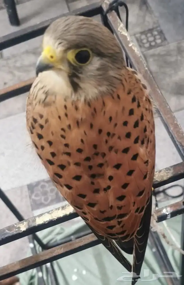 ذكر ب   ا   ش   ق 0