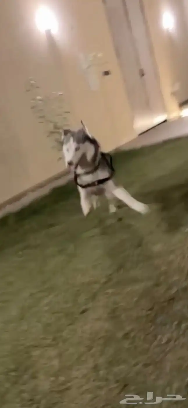 كلب هاسكي عمره 10 شهور اليف 0