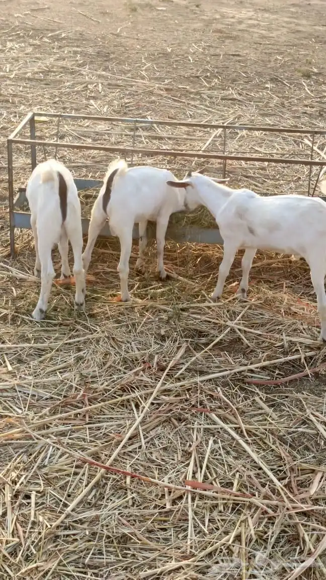 تيواس لبيع الموقع جيزان إسكان الحصمه 2