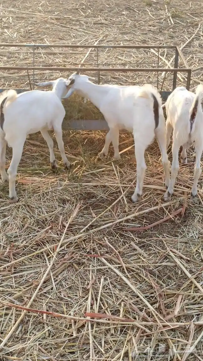 تيواس لبيع الموقع جيزان إسكان الحصمه 5