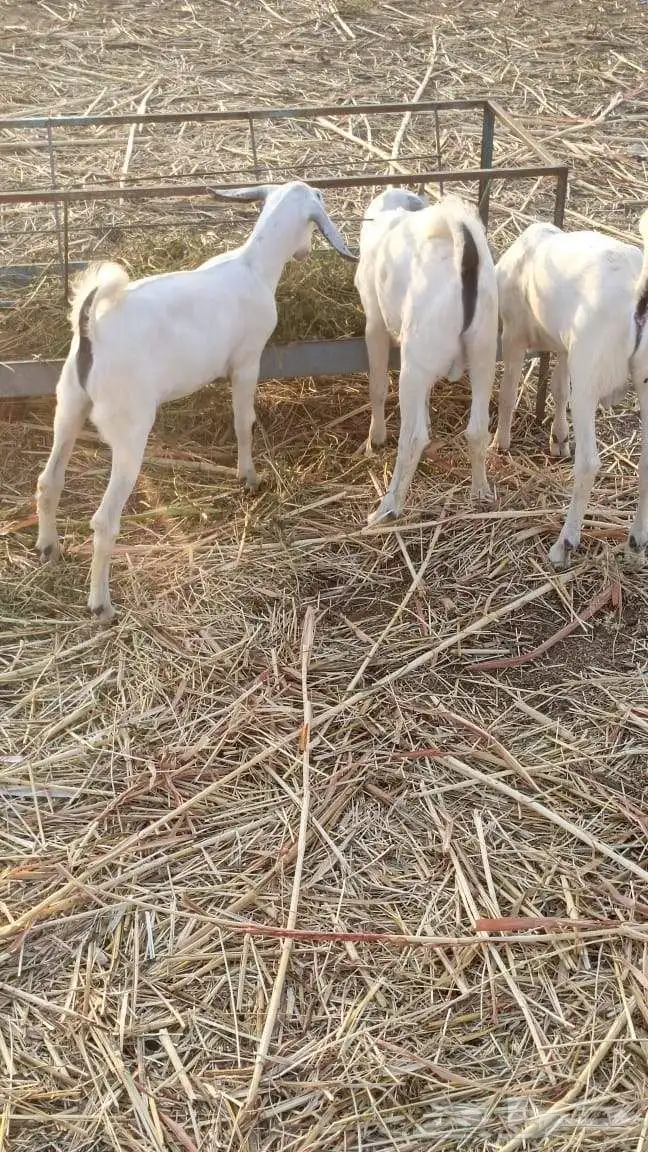 تيواس لبيع الموقع جيزان إسكان الحصمه 1