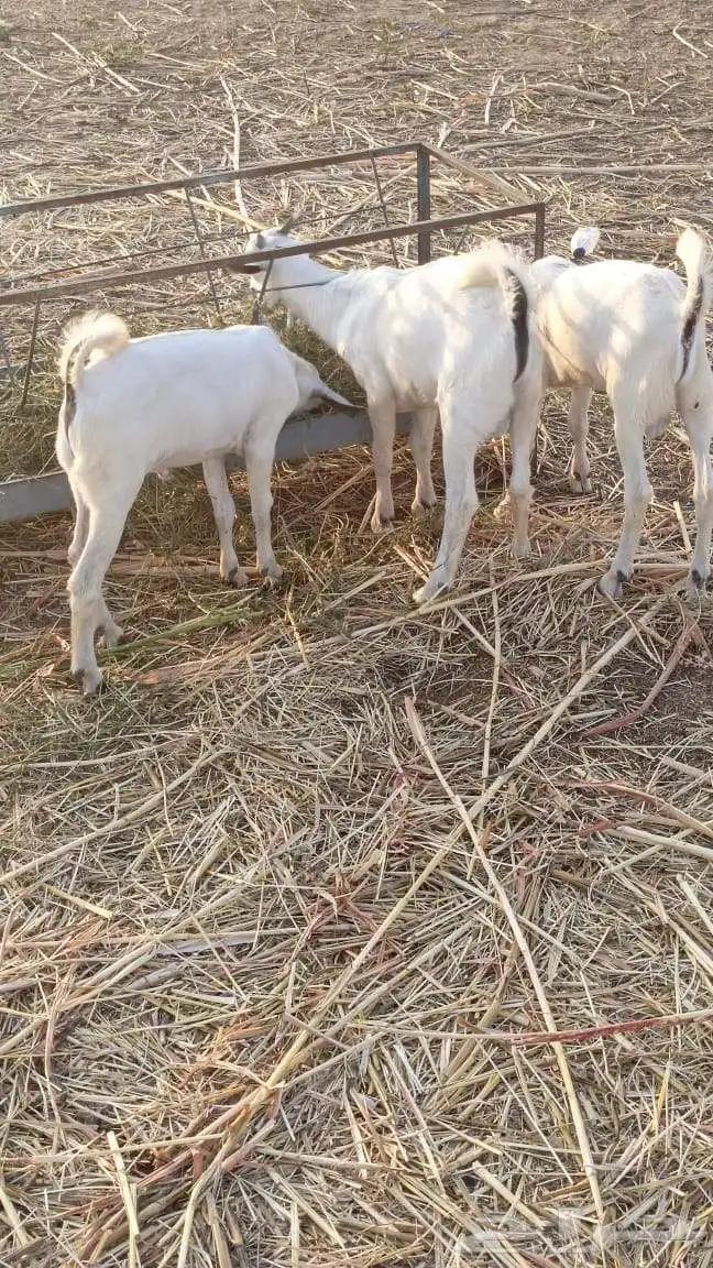 تيواس لبيع الموقع جيزان إسكان الحصمه 0