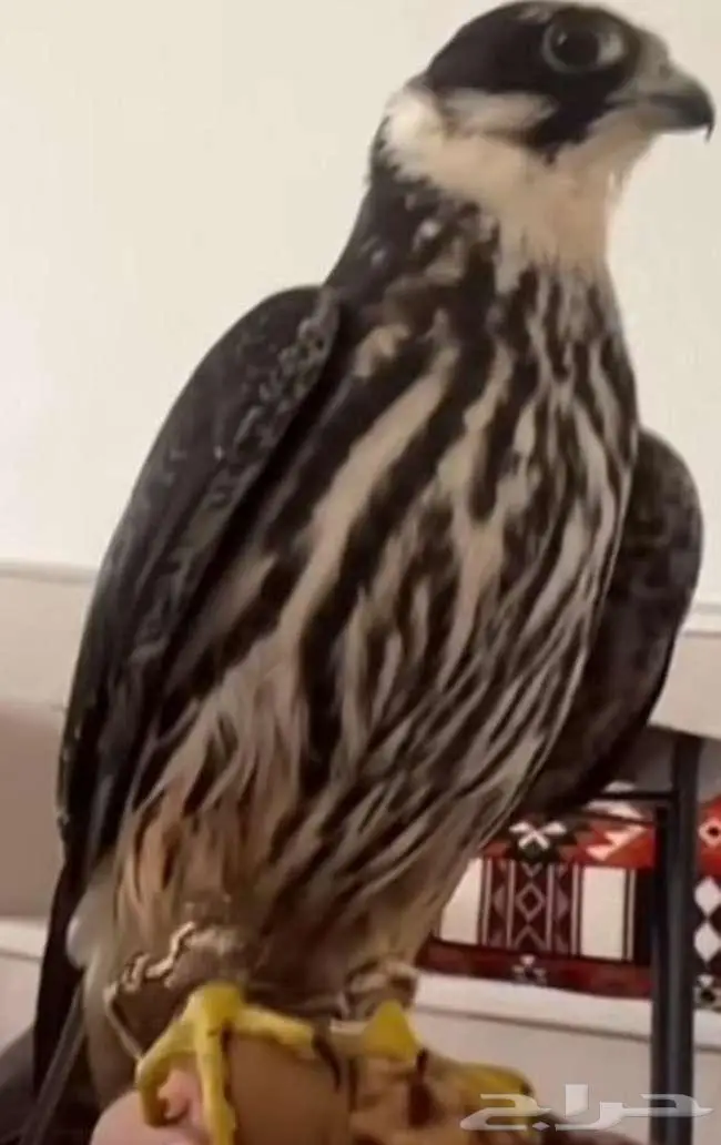 مطلوب جليميه 0