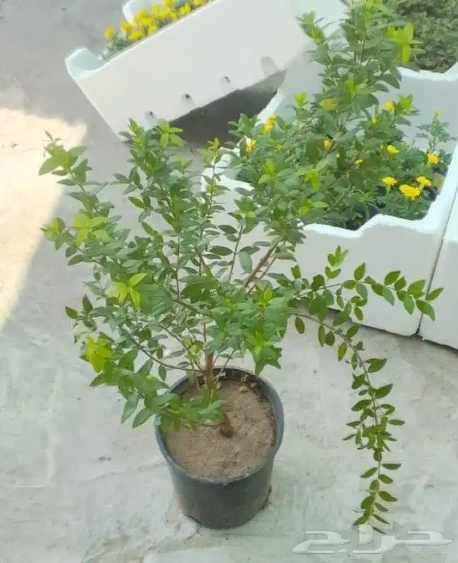 مزارع ومنسق حدائق 5