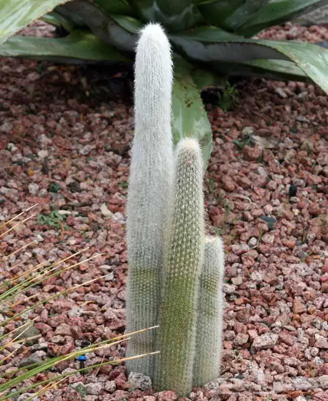 صبار طبيعي فاخر بأشكال نادرة لتزيين الحدائق والمنزل 31