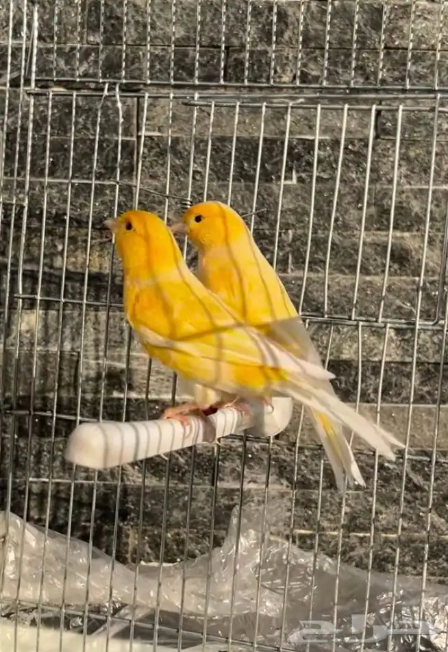 كناري جوز جزري جاسب 0