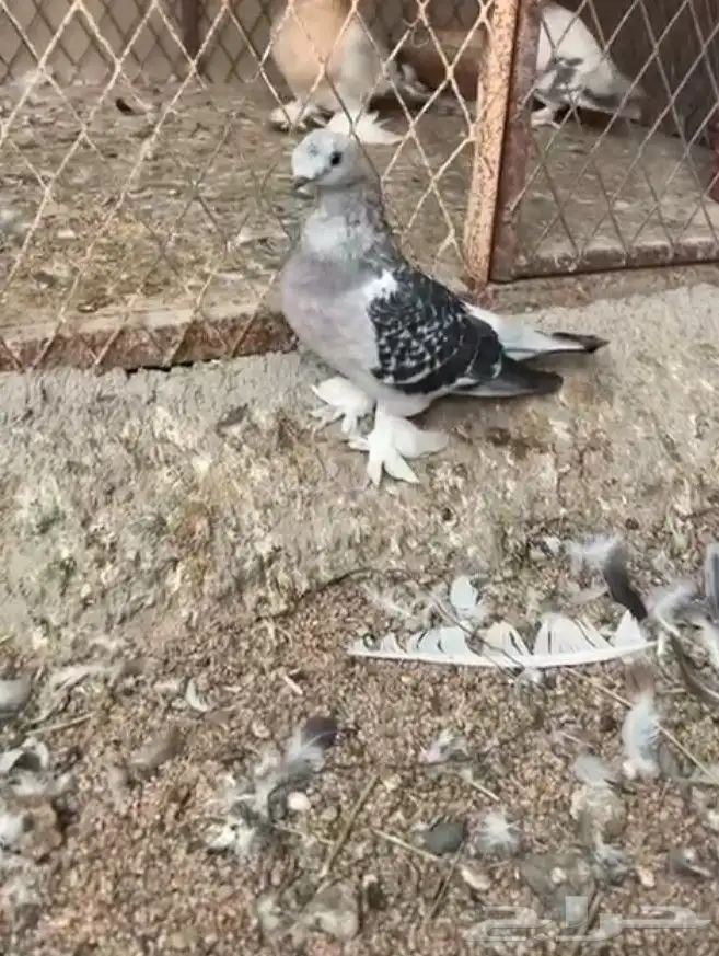 حمام تركي تفريد 4