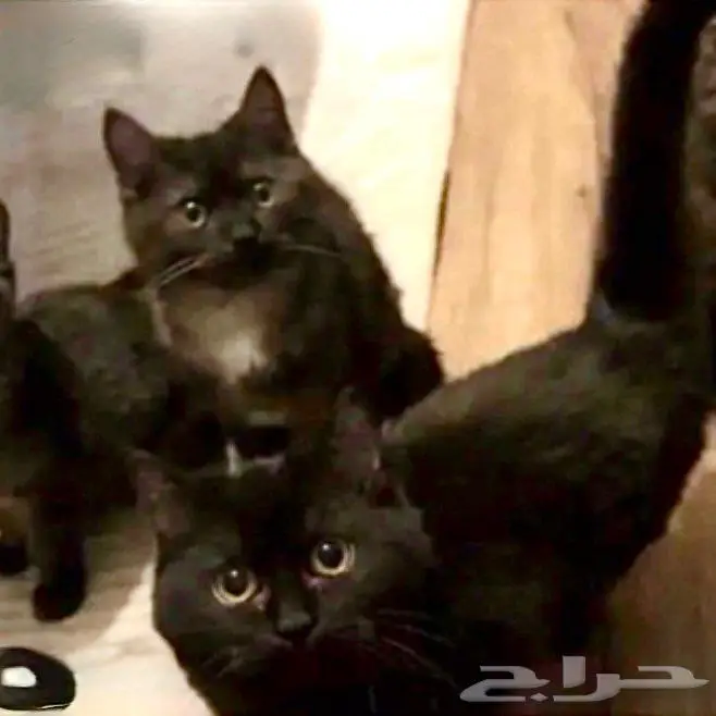 مجموعة قطط جميلة (تم التبني) 3